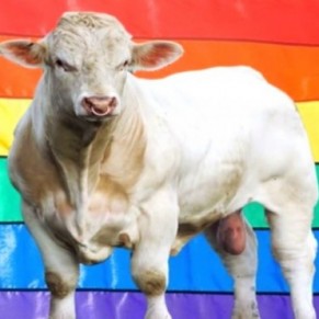 Benjy, le taureau reproducteur gay sauv par le co-crateur des Simpson - Irlande 