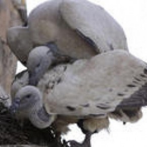 Des vautours gays adoptent un oeuf abandonn - Animaux 